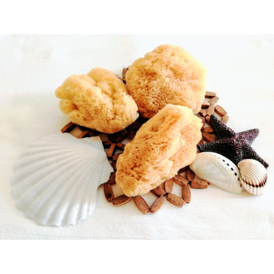 Mořská houba světlá exfoliační 8,5 - 10 cm